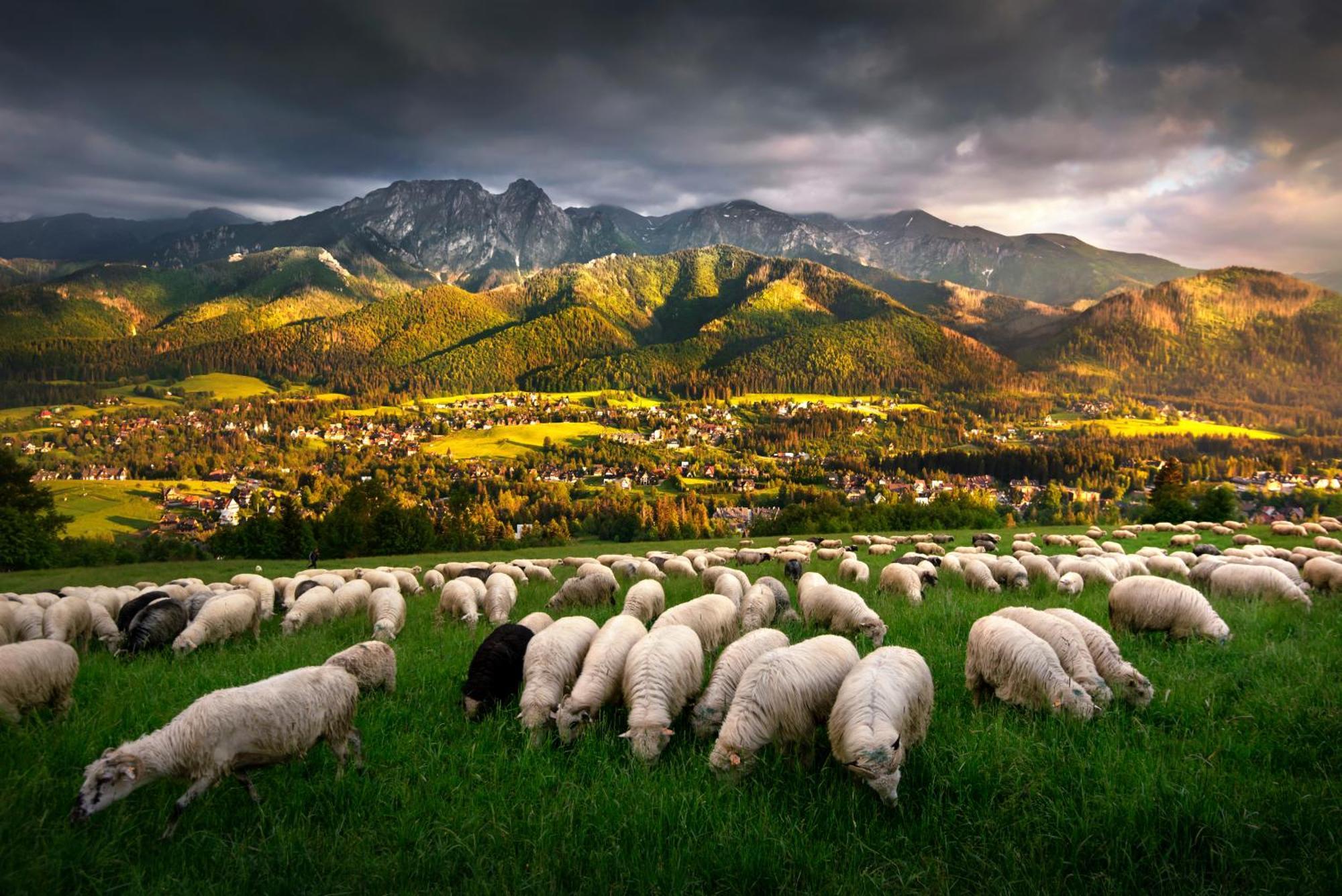 Gorska Osada Lovely Chalets Zakopane Poronin Εξωτερικό φωτογραφία